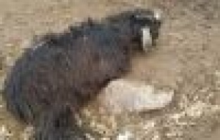 Aç kurtlar köye inip saldırdı