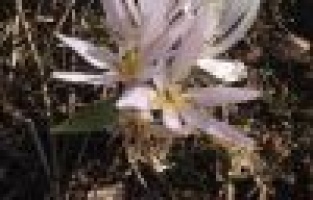 Adıyaman’a Bahar Erken Geldi