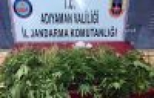 Adıyaman’da 2 bin 765 kök Hint keneviri ele geçirildi