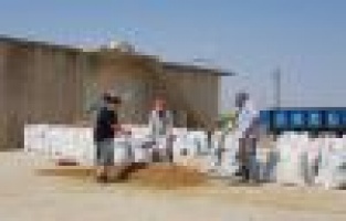 Adıyaman’da badem hasadı başladı