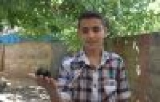 Adıyaman'da Ebabil kuşu bulundu