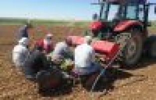 Adıyaman’da Ege tütünü dikilmeye başlandı