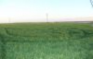 Adıyaman’da Ekinler Boy Verdi