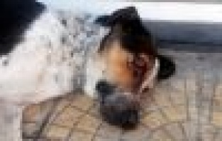 Vicdansızlar Hayvanın Gözünü Patlattı