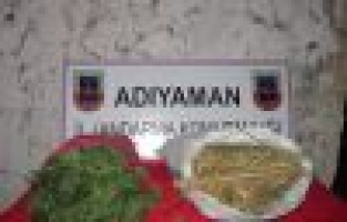 Adıyaman'da Jandarma Kenevir Bitkisi Ele Geçirdi