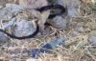 Adıyaman’da kedinin yılanla oyunu