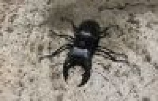 Adıyaman’da 'kırmızı liste'de yer alan geyik böceği görüntülendi