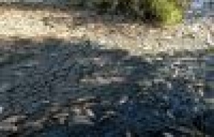 Adıyaman’da korkutan toplu balık ölümleri