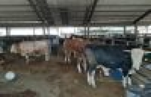 Adıyaman’da kurbanlık satışları başladı