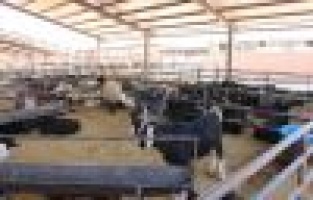 Adıyaman’da kurbanlık satışları başladı