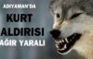 Adıyaman'da Kurt Saldırısı: 1 Ağır Yaralı