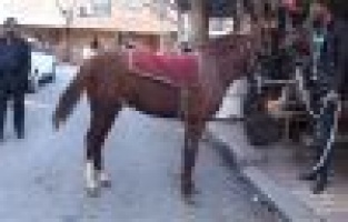 Adıyaman’da, Nalbant Mesleği Tarihe Karışıyor