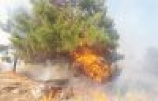 Adıyaman'da orman yangını