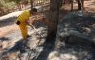 Adıyaman’da, orman yangını