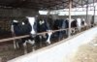 Adıyaman’da Şap Hastalığında Yüzde 93 Oranında Aşılama Yapıldı