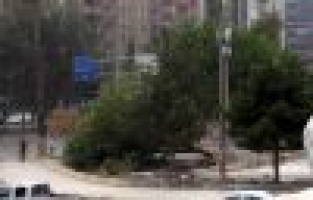 Adıyaman’da şiddetli rüzgar ağacı devirdi