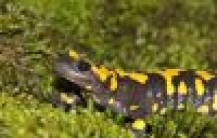 Adıyaman'da, Türk Semenderi görüldü