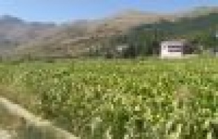 Adıyaman’da tütün hasadı başladı