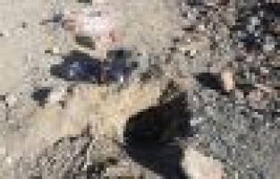 Adıyaman’da yola tuzaklanmış el yapımı patlayıcı bulundu