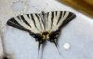 Adıyaman’da zebra çatal kuyruklu kelebek görüldü