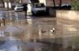 Adıyaman’ın çukurlu yolları ördekleri sevindirdi..!