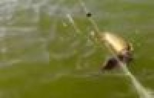 Ağları kesip balıkları özgürlüğüne kavuşturdular