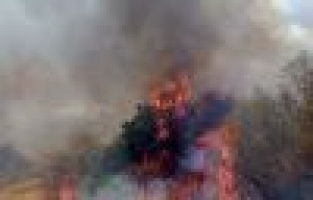 Anız yangını meyve bahçesine sıçradı