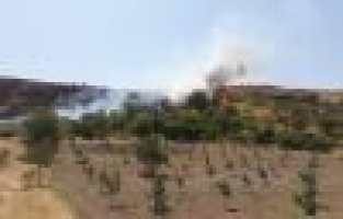 Anız yangını meyve bahçesine sıçradı