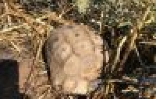 Anız yangının ortasında kalan kaplumbağa son anda kurtarıldı