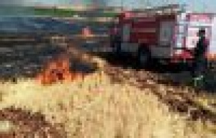 Anız yangınında ağaçlar ve elektrik direkleri yandı