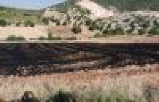 Anız yangınında canlılar ölmesin diye alevlere jandarma müdahale etti