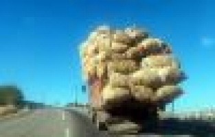 Aşırı Yüklü Kamyon Tedirgin Etti