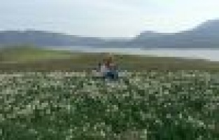 Atatürk Baraj kenarında doğal nergis bahçesi