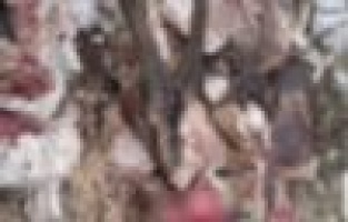 Avlanması yasak dağ keçisi kesilmiş halde bulundu