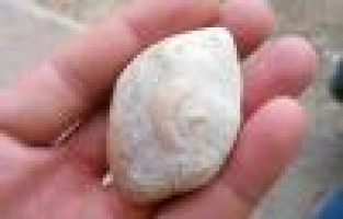 Ay Yıldız İşlemeli Doğal Taş Bulundu