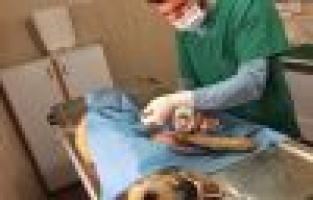 Ayağı kırılan köpek tedavi edildi