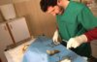 Ayakları kırılan kedi ameliyata alındı