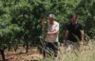 Badem bahçelerinin verimliliği incelendi