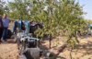 Badem hasat sezonu başladı