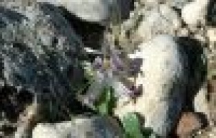 BAHARIN MÜJDECİSİ NEVRUZLAR AÇTI