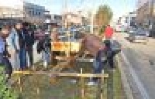  Belediye Kağnı Şeklinde Çiçeklik Yaptı