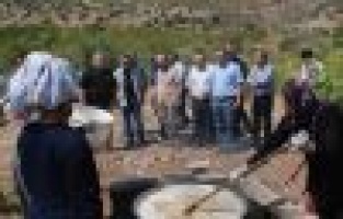 Besni'de Organik Üzüm Hasadı Başladı