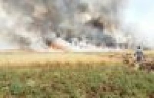 Buğday ve arpa tarlaları küle döndü