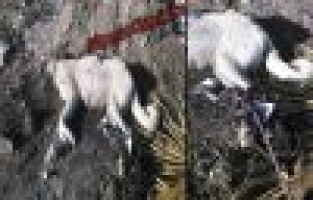 Bunu Yapan İnsan Olamaz..!