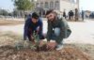 Cami bahçesine zeytin fidanları dikildi