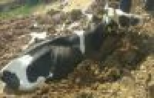 Çamura saplanan inek kurtarıldı