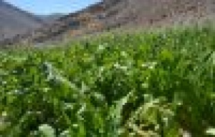 Çelikhan’da 200 Dönüm Araziyi Dolu Vurdu