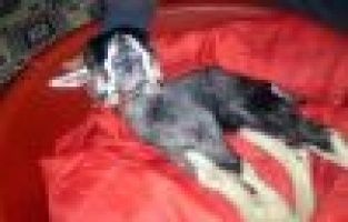 ÇİFT BAŞLI OĞLAK HAYATA TUTUNUYOR