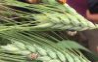 Çiftçilerin beyaz başak endişesi