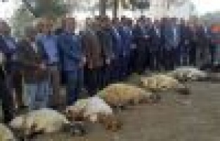 Deprem bölgesinde kurbanlar kesildi 